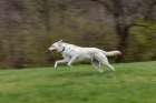 White labrador dog running across yard with green grass, Kentucky Art Print